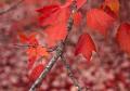 IMG_1281 red leaves